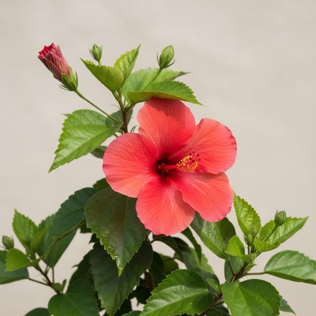Hibiscus