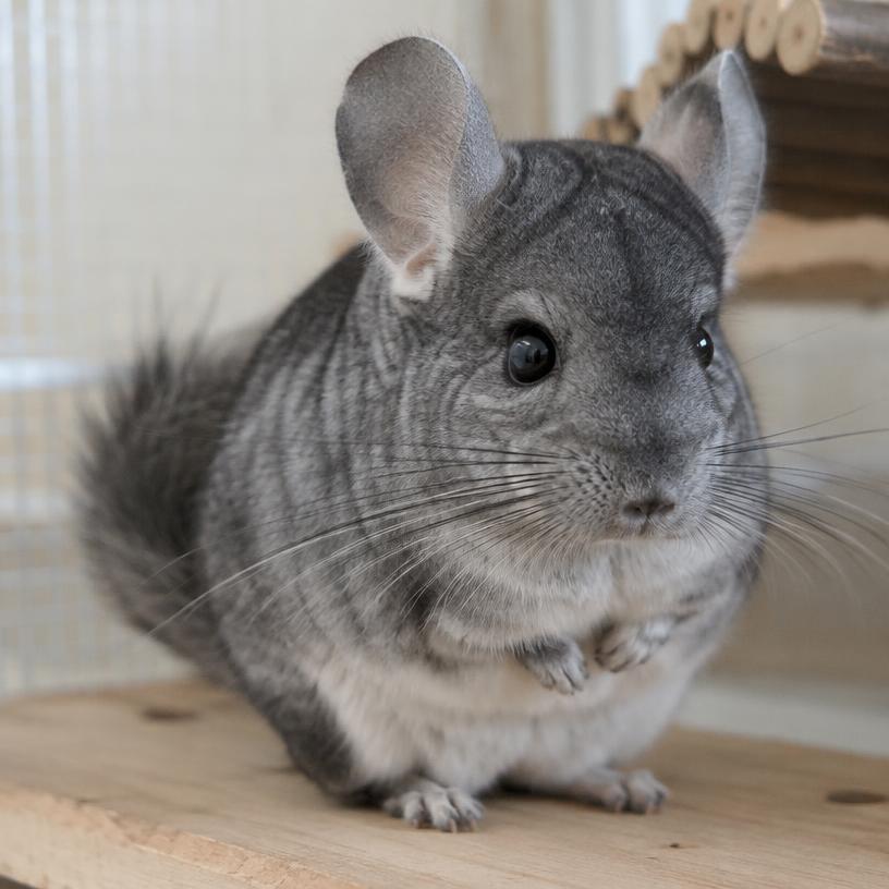 Chinchillas