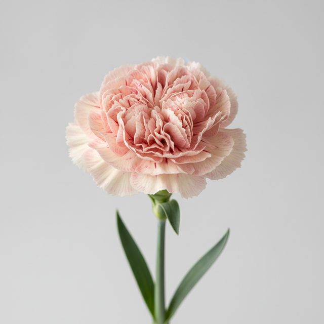 Carnation