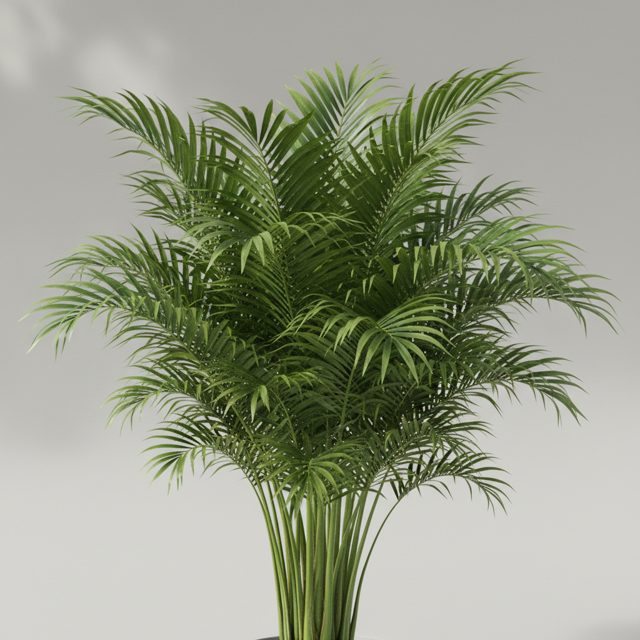 Areca Palm