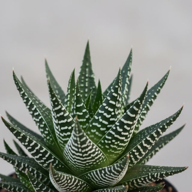 Zebra Plant Haworthia