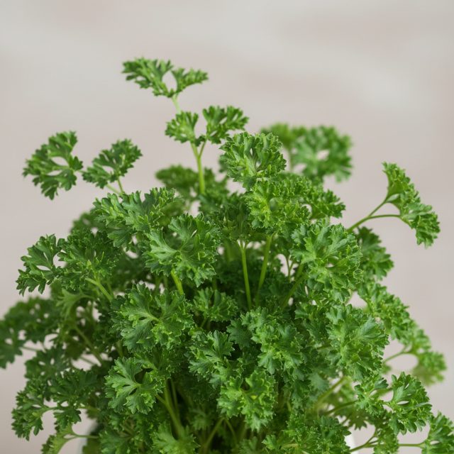 Parsley