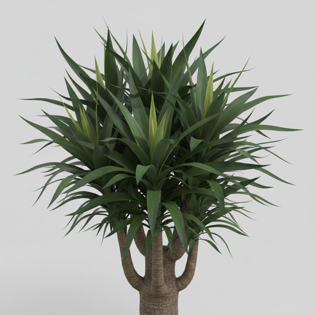 Yucca