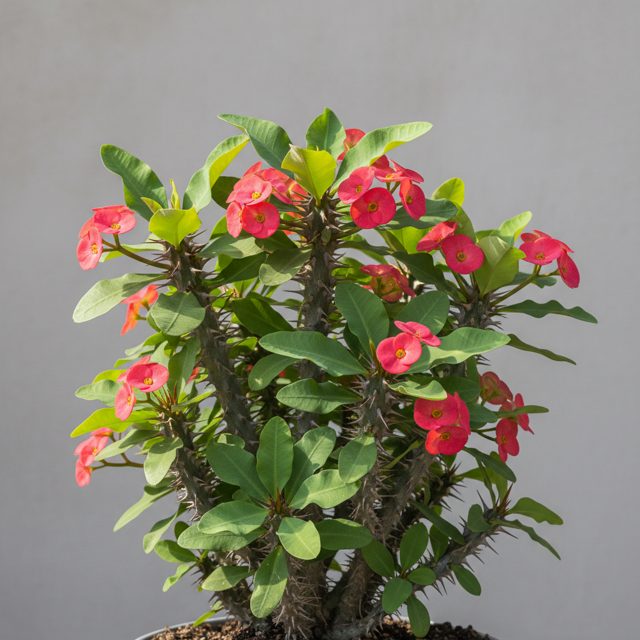 Crown of Thorns