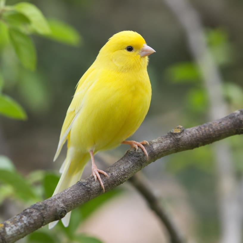 Canaries