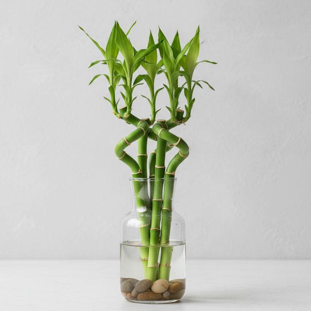Lucky Bamboo