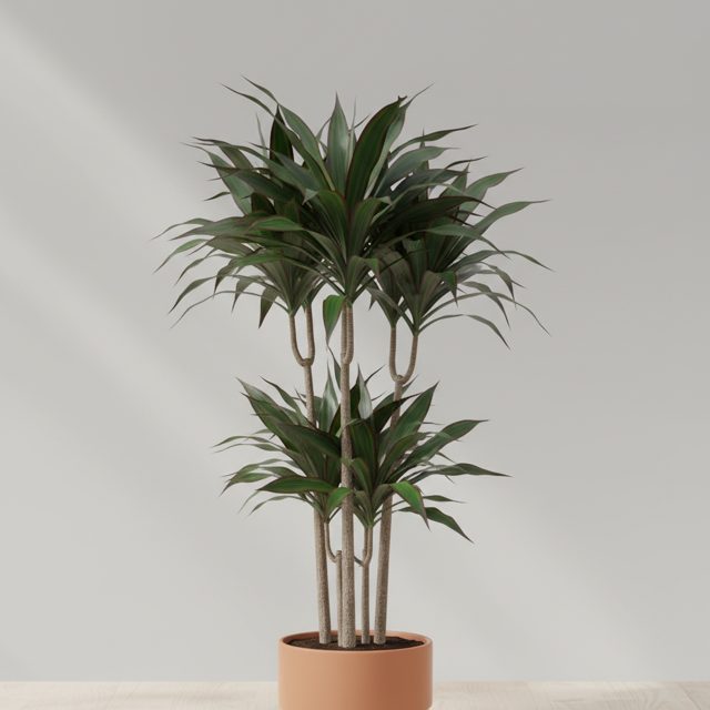 Dracaena Marginata
