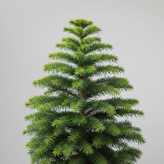 Norfolk Island Pine