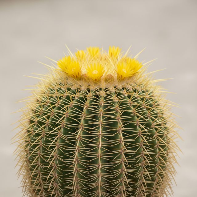 Golden Barrel Cactus