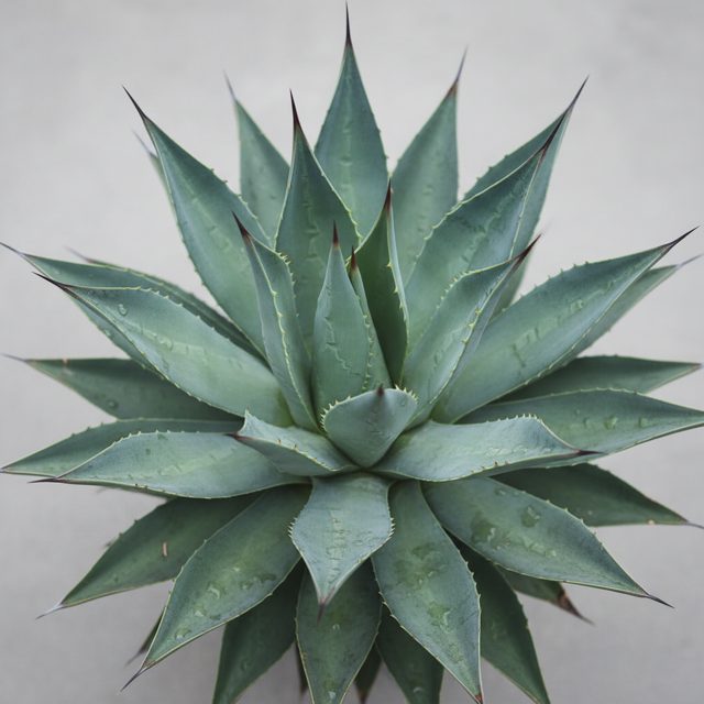Agave Americana
