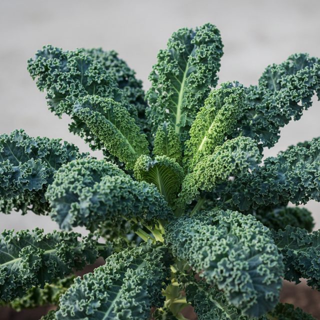 Kale