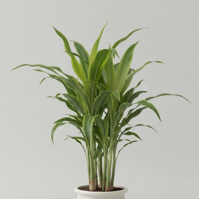 Corn Plant
