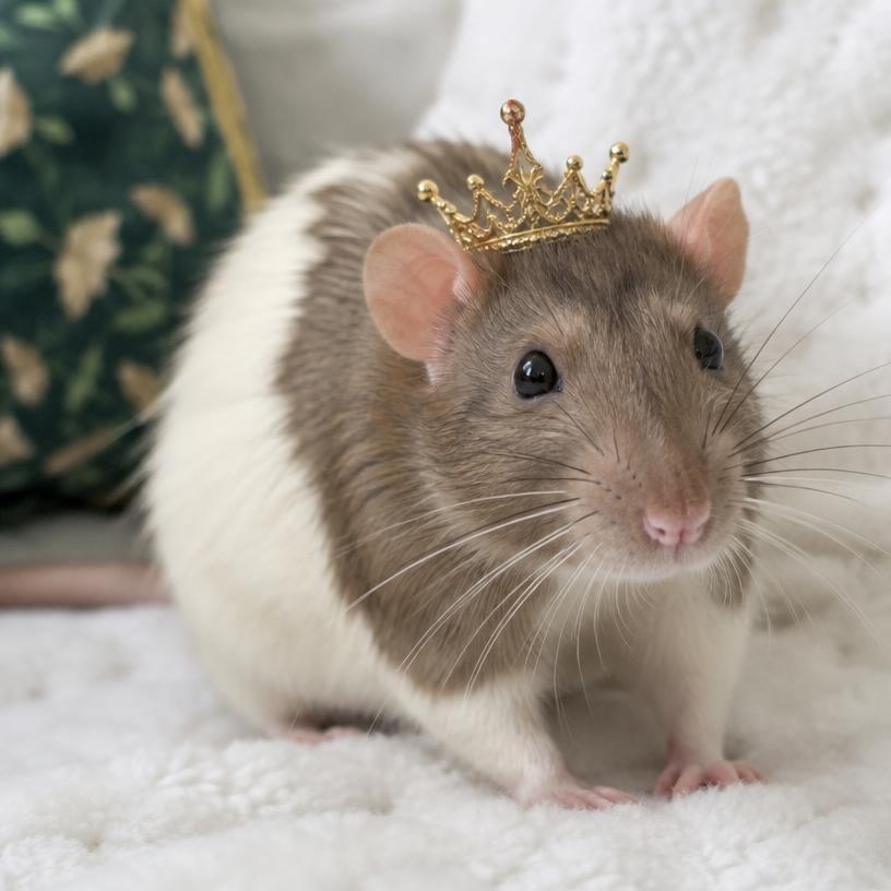 Pet rats