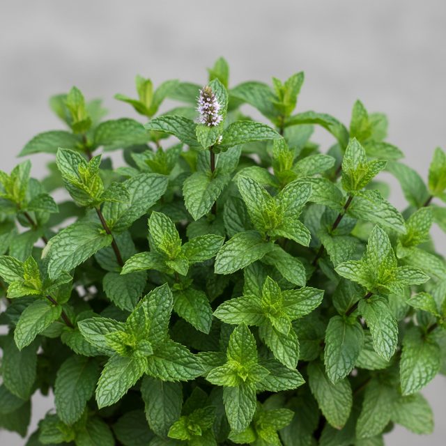 Mint (Mentha spp.)