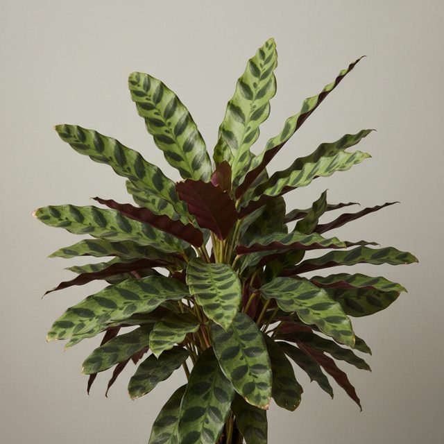 Rattlesnake Plant