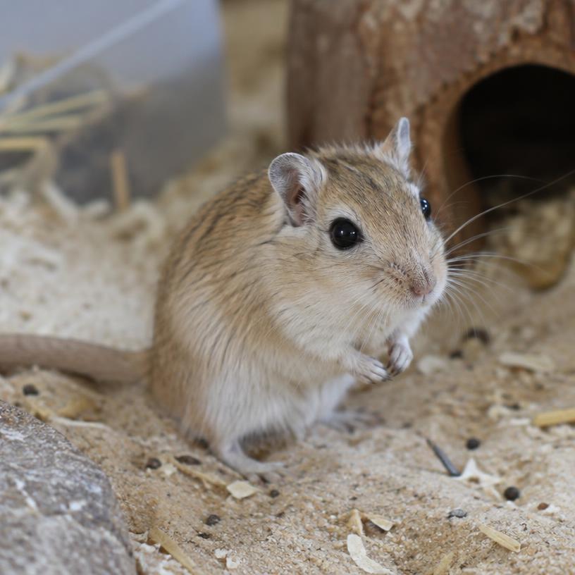Gerbils