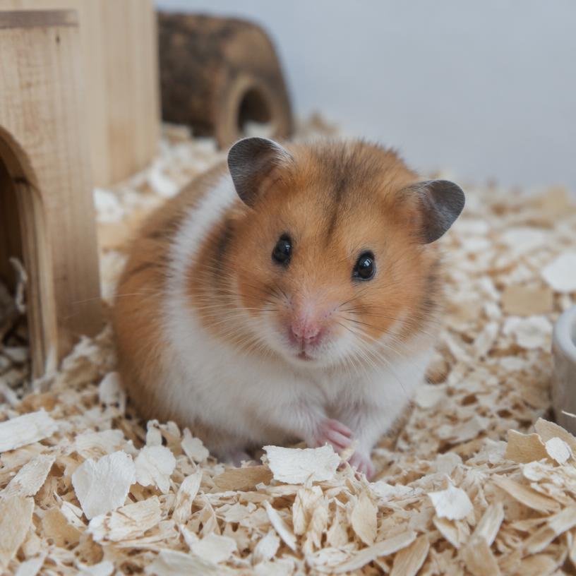 Hamsters