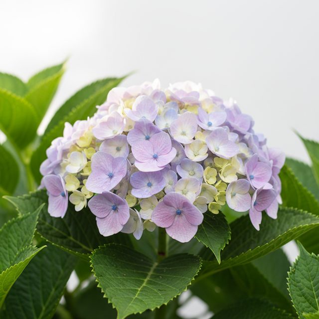 Hydrangea (Hydrangea macrophylla)