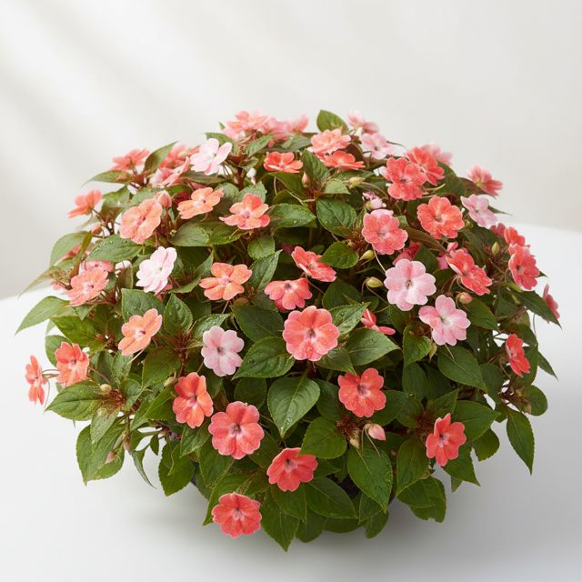 Impatiens