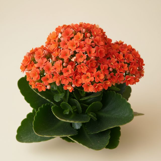 Kalanchoe