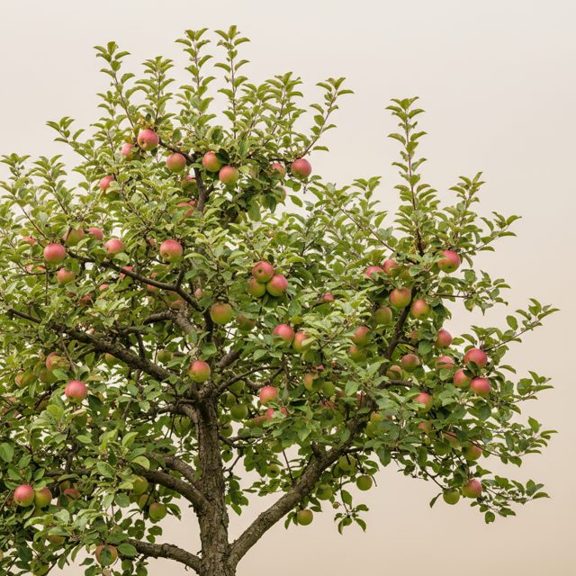 Apple Tree