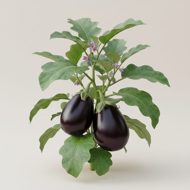 Eggplant