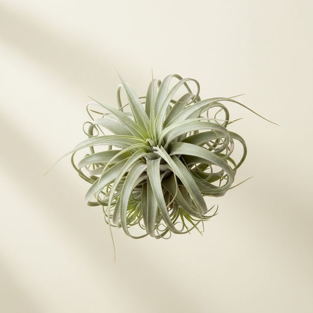 Air Plant