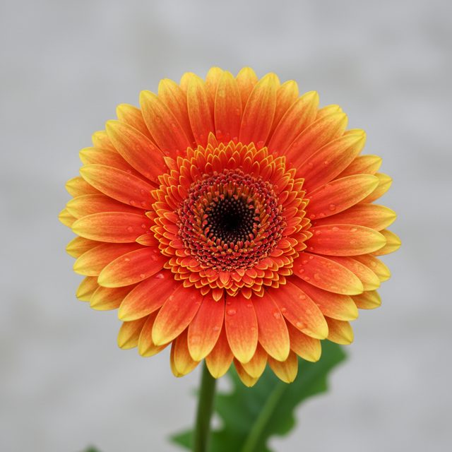 Gerbera Daisy